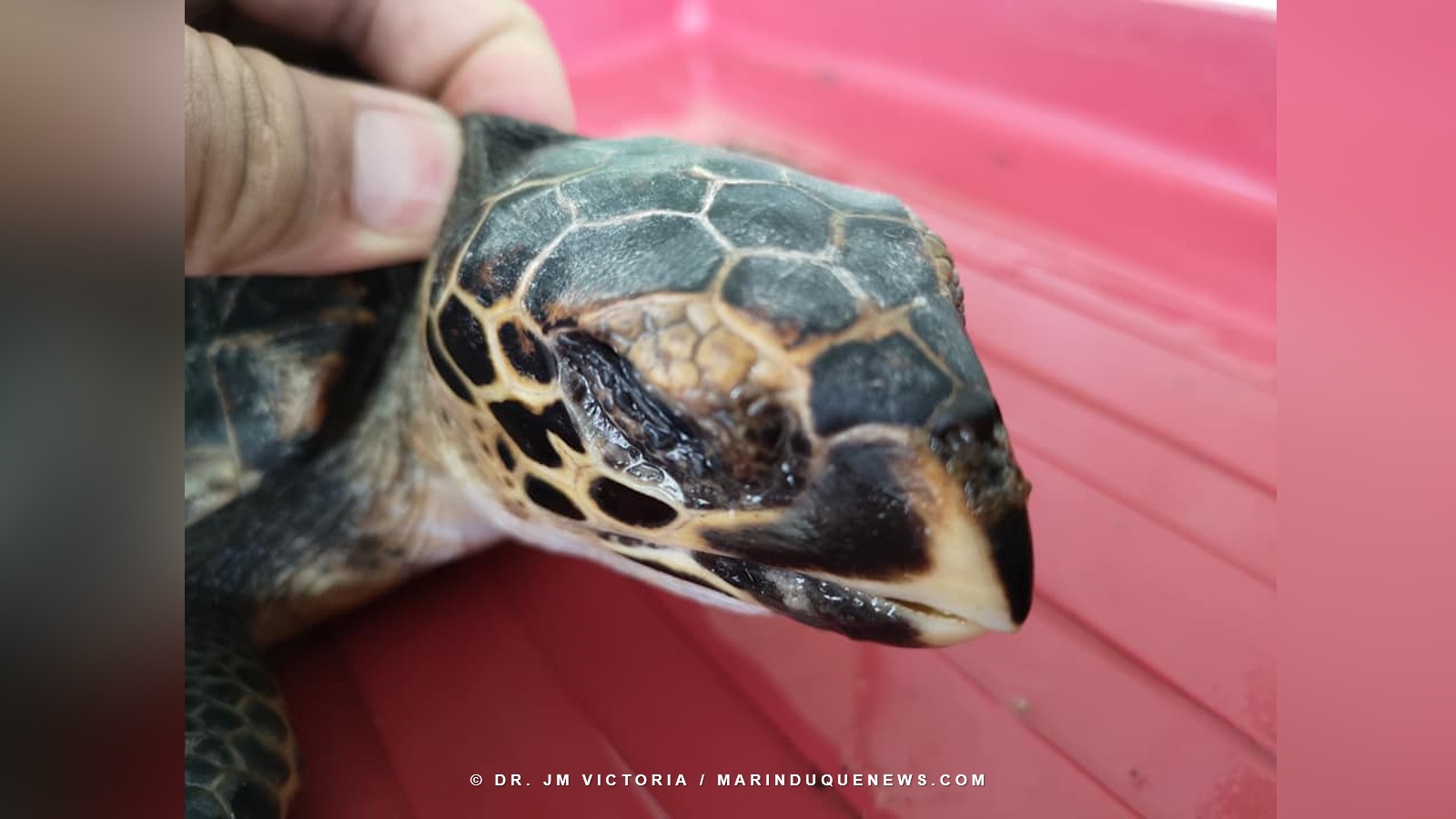 Necropsy of a juvenile hawksbill sea turtle found in Buenavista, Marinduque